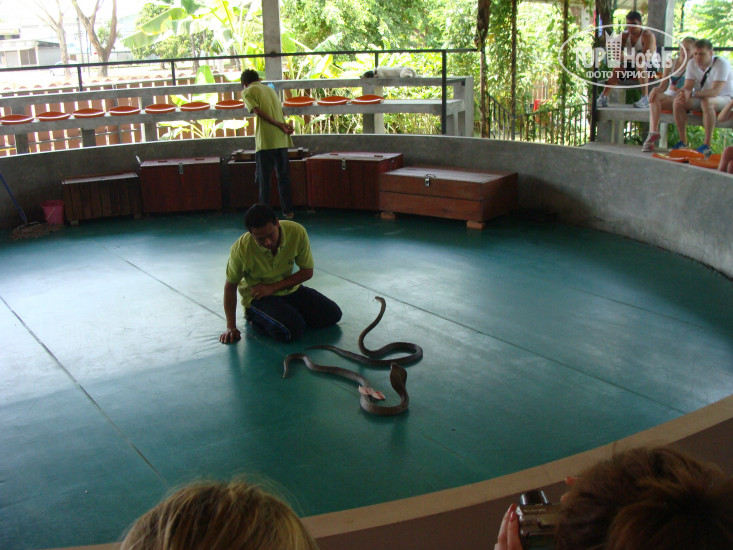 Centara Karon Resort Phuket 4* Змеиное шоу - Фото отеля