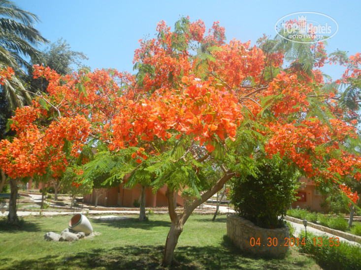 Paradise Abu Soma 4* - Фото отеля
