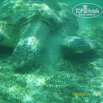 Fantazia Resort Marsa Alam 5* Черепаха в Марса Мубарек - Фото отеля
