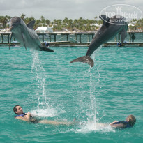 Riu Naiboa 4* Эпизод из плавания с дельфинами - Фото отеля